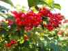 Sadovaya berry veb