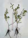 henomeles vs