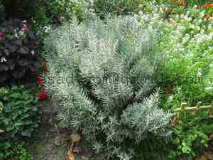 lavanda bush
