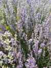 lavanda kvit