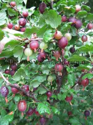 Chernomor