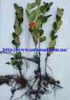 Aronia v.s