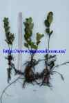 Aronia 1.s