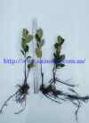 Aronia 2.s