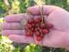 Rondom berry