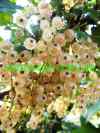 sneganna bush