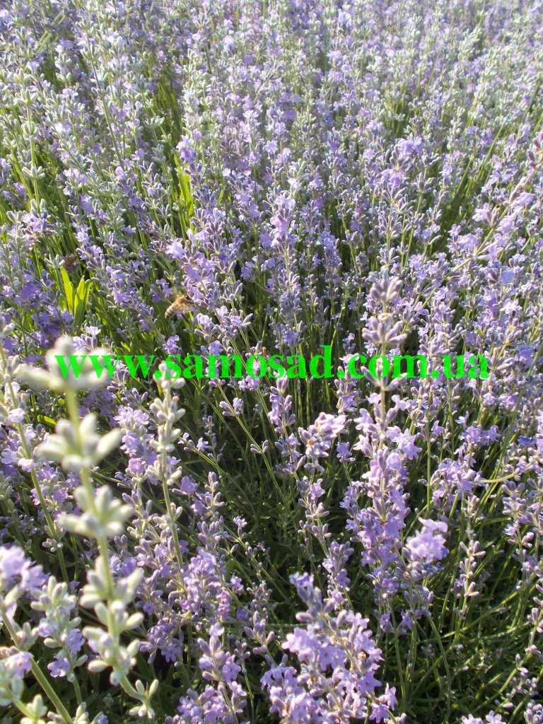 Lavanda flovers
