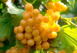 Xanthocarpum